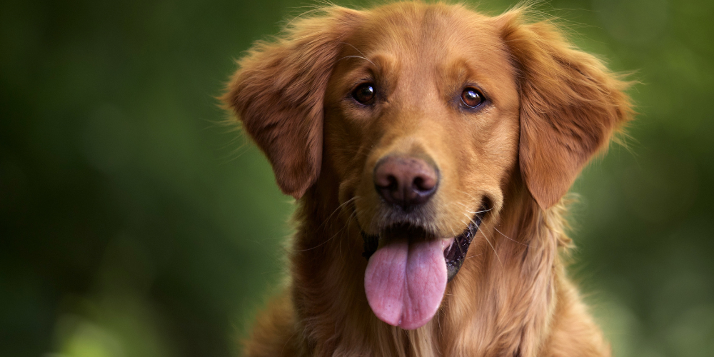 Natural Dog Kidney Supplements: A Complete Guide for Pet Parents Choosing Ayurvedic Care