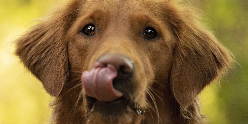 Pet Nutrition Supplements Made in India: The Ayurvedic Difference You Should Know