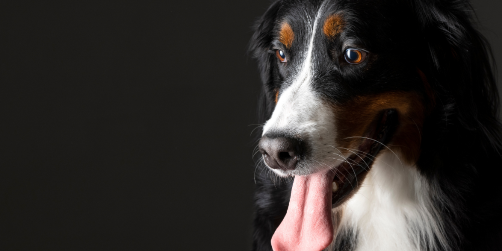 Pet’s Health 2025 Guide: 7 Ayurvedic Secrets & the Best Dog Liver Supplement for Natural Immunity