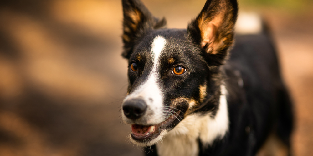 Ayurvedic Pet Care Products: Essentials in Our Supplement Kit