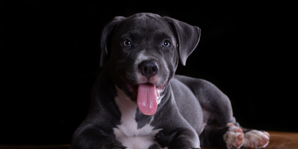 JaiVi Ayurveda vs. Local Dog Shops: Which Offers Better Wellness Solutions?