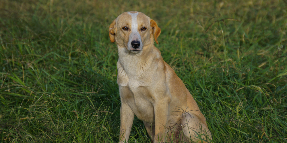 Where to Find Dog Pet Care Near Me: Ayurvedic Pet Supplements with Delivery Options