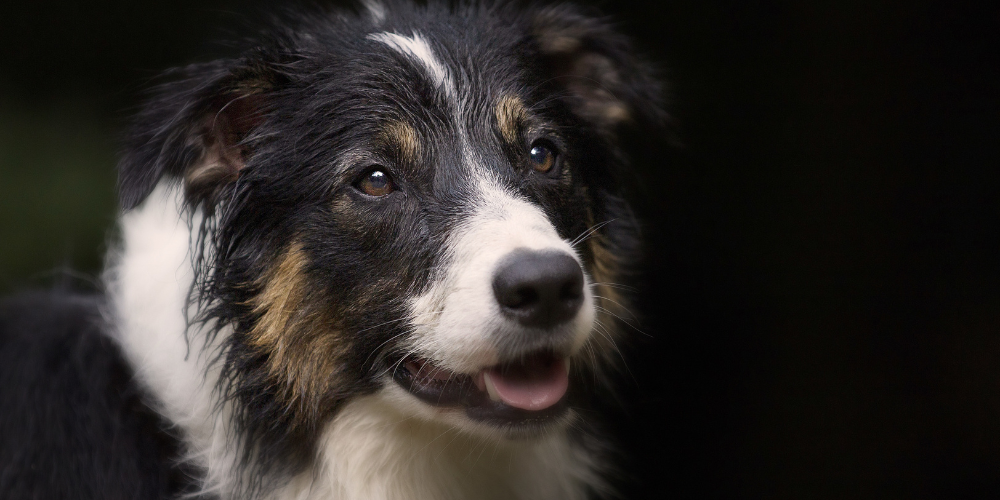 How to Choose the Right Products for Pets That Actually Work