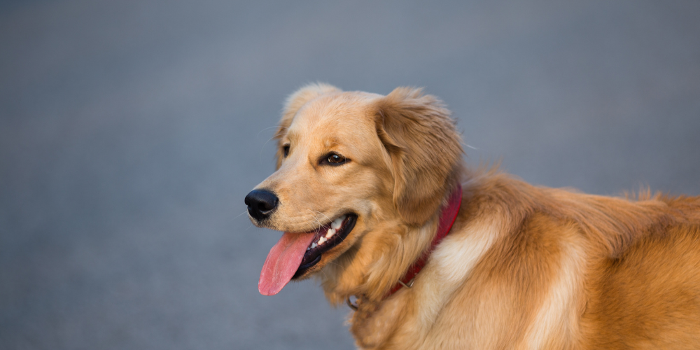 10 Must-Have Pet Care Products for Holistic Pet Wellness