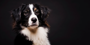 Health Care for Dogs: Why Herbal Liver & Kidney Support Matters