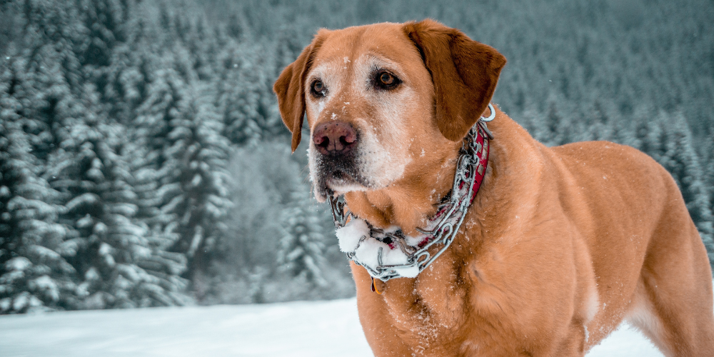 Home Care for Dogs: Natural Healthcare Solutions for Common Issues