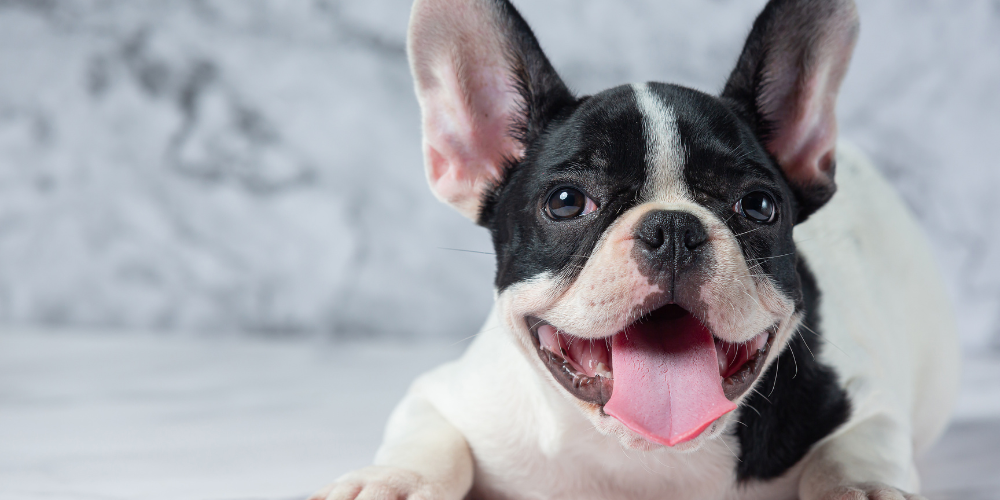 A Complete Guide to Nutrition for Dogs Using Herbal & Natural Supplements