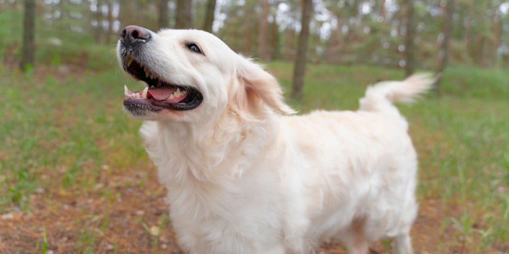 Pet Nutrition 101: What Supplements Does Your Dog Really Need?