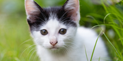 When Should You Start Cat Kidney Supplements? Early Signs Every Pet Parent Should Notice
