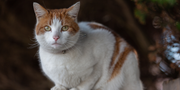 Benefits of Cat Liver Supplements for Senior Cats: What Every Pet Parent Should Know