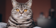 How to Know When Your Cat Needs Liver Medicine: A Complete Guide for Pet Parents