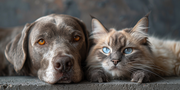 Top 3 Natural supplements for dogs and Cats for Everyday Health Support