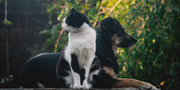 Preventive Pet Care Using Natural Supplements for Dogs & Cats the Right Way
