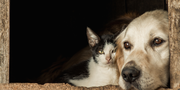Best Natural Supplements for Dogs & Cats: A Complete Comparison of Herbal Liver and Kidney Care