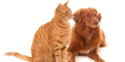 Top Antiseptic Cream for Dogs & Cats: What’s Truly Safe and Effective?