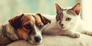 Kidney Care for Pets: Best Natural Kidney Supplements for Dogs & Cats