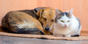 Senior Pet Care: How to Choose the Right healthy supplements for dogs & Cats