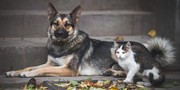 Do Pets Really Need Supplements? The Best Nutritional Supplements for Dogs & Cats Explained