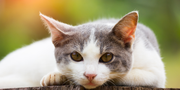 A Complete Guide to Kidney Medicine for Cats: Symptoms, Causes & Natural Remedies