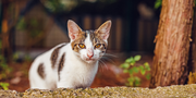 Best Cat Supplements for Skin, Coat & Digestion: Complete Guide for Pet Parents