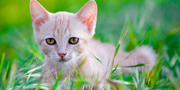 Complete Guide to Choosing the Best Cat Health Supplements for a Longer, Happier Life