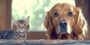 Best Kidney Supplement for Ageing Dogs and Cats: Natural Support for Senior Pet Health