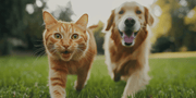 Best Natural Probiotic Supplement for Dogs and Cats: Supporting Digestive Health Naturally