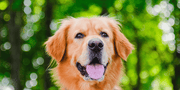Top 3 Dogs Supplements for Pets in 2026: A Smart Health Guide