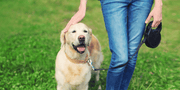 Best Pet Supplements for Dogs' Health: Supporting Wellness from the Inside