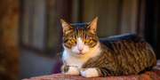 Top 3 Cat Health Supplements Every Pet Parent Should Know About