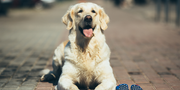 Dog Health Supplements: A Practical Guide to Supporting Your Pet’s Everyday Wellness