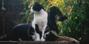 Best Natural Supplements for Dogs and Cats