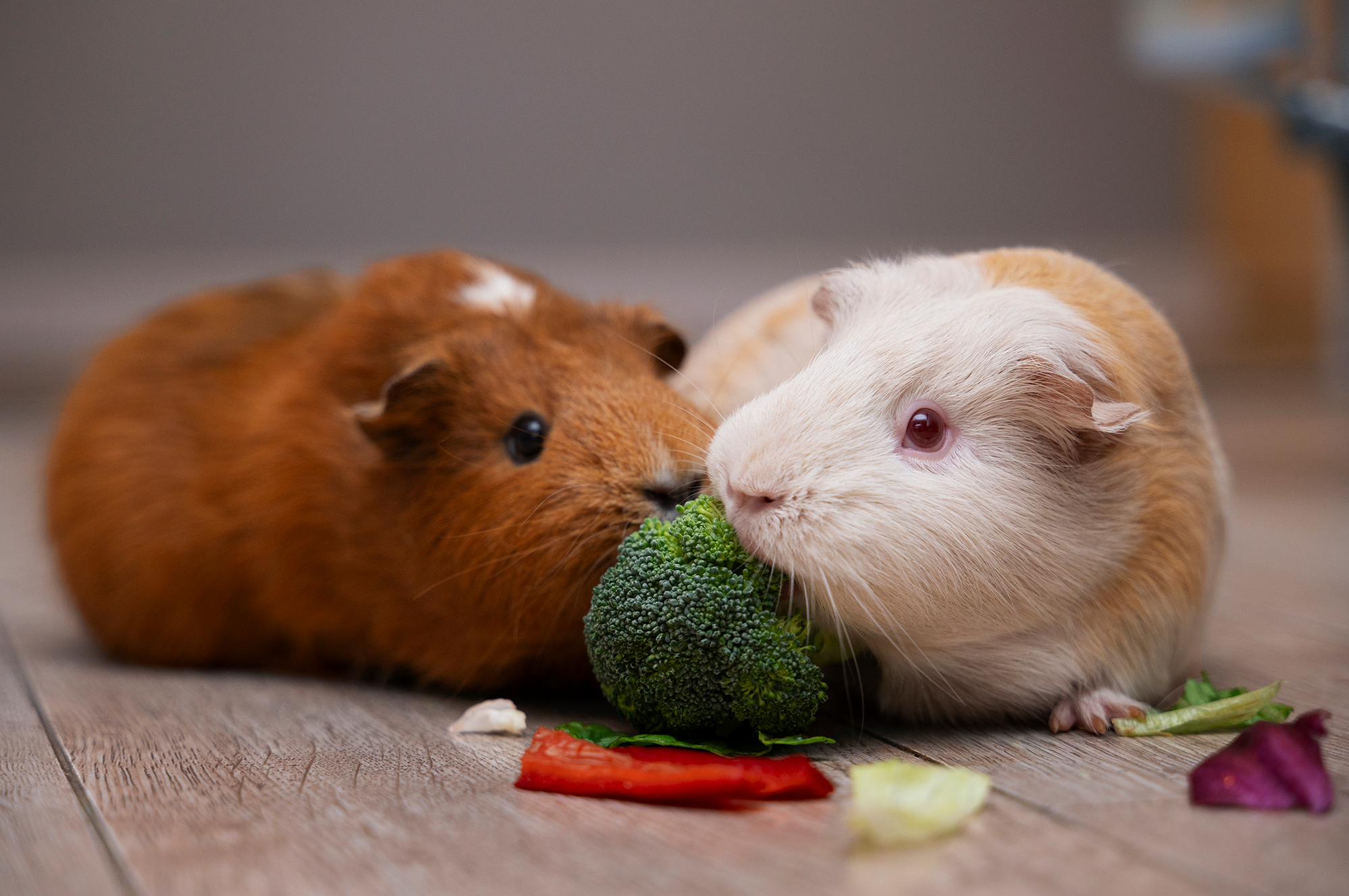 Natural Supplements for Small Pets