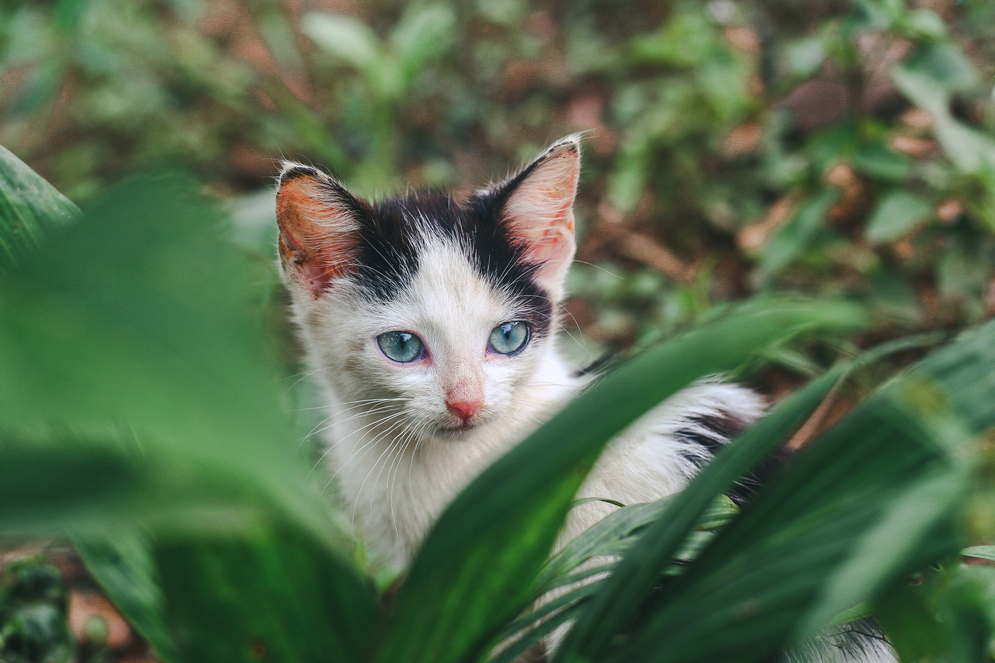 A Comprehensive Guide to Feline Nutrition