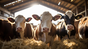Nutritional Supplements for Farm Animals