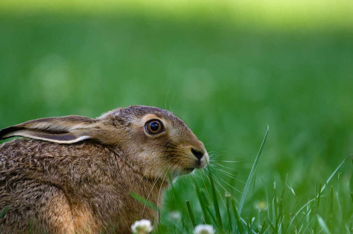 Natural herbal ingredients for Ayurvedic pet supplements